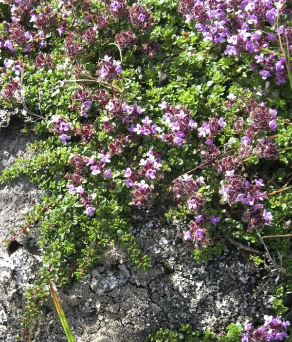 Arktisk timian - Image 3