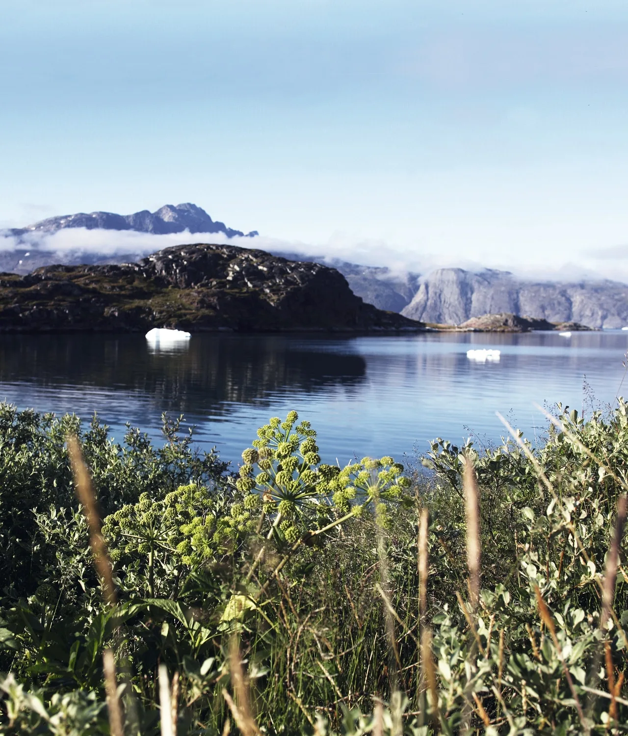 Gin with Arctic herbs - Image 4