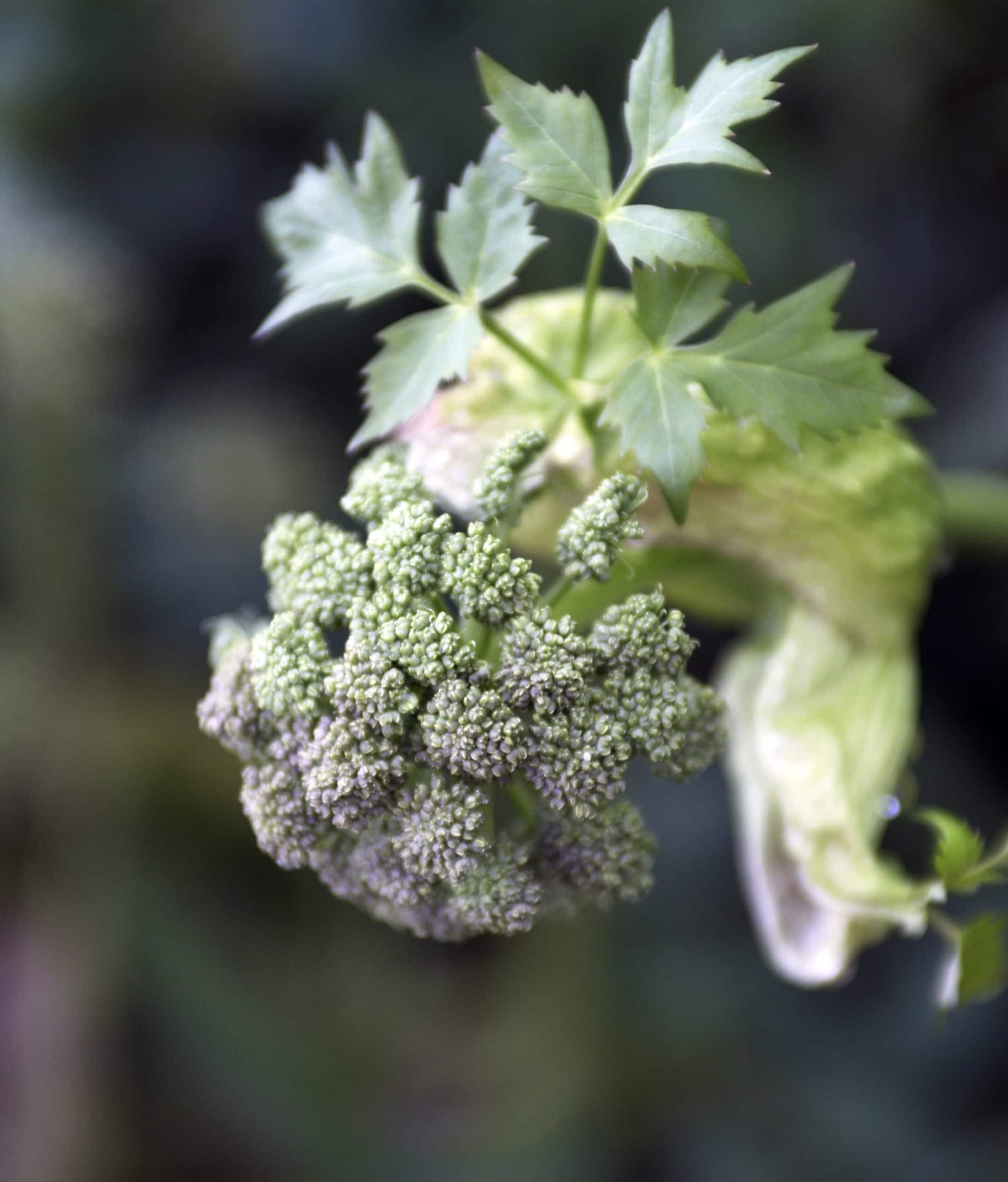 Arctic Kvan aquavit Arctic Kvan aquavit